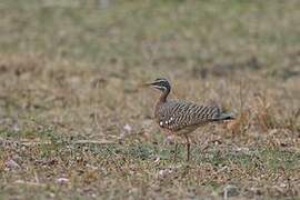 Sunbittern