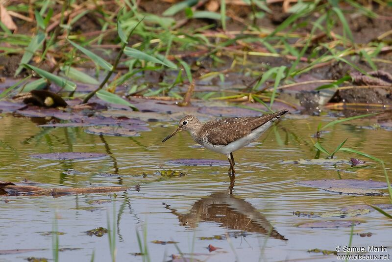 Solitary Sandpiperadult