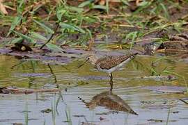 Solitary Sandpiper