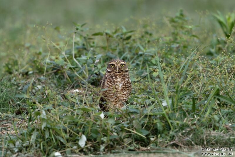 Burrowing Owladult