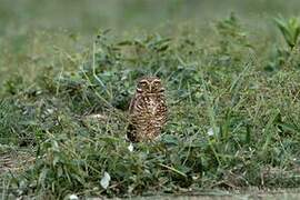 Burrowing Owl