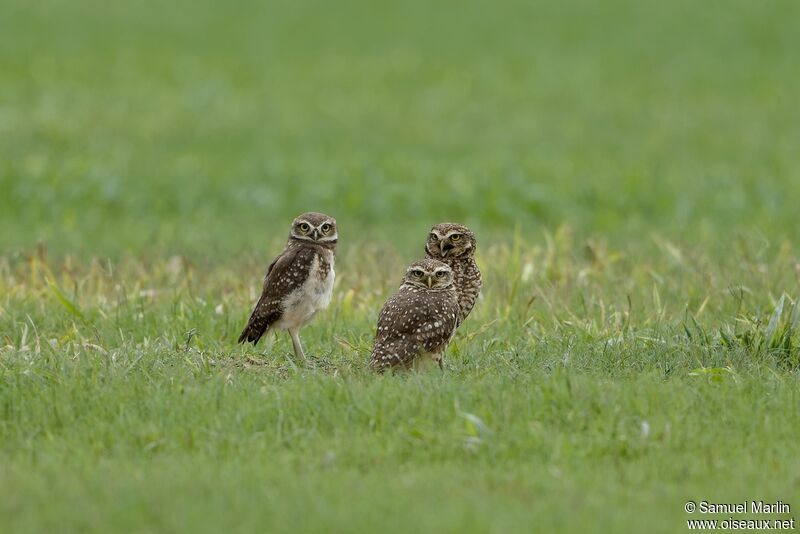 Burrowing Owl