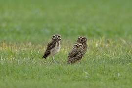 Burrowing Owl