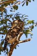 Pearl-spotted Owlet