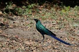 Long-tailed Glossy Starling