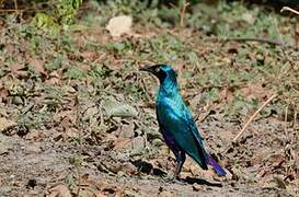 Bronze-tailed Starling