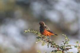 Chestnut-bellied Starling