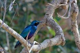 Lesser Blue-eared Starling