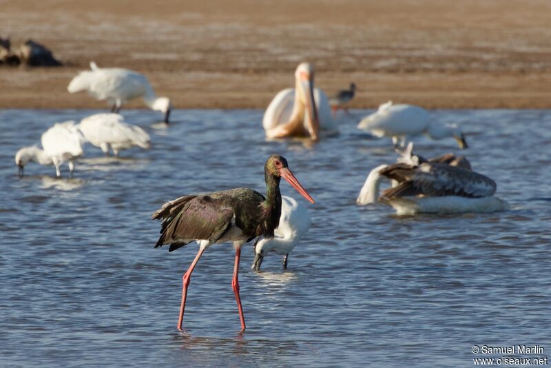 Cigogne noireadulte