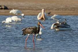 Black Stork