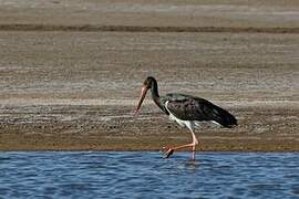 Black Stork