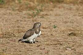 Beaudouin's Snake Eagle