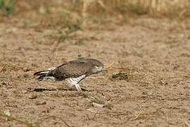 Beaudouin's Snake Eagle