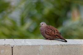 Ruddy Ground Dove