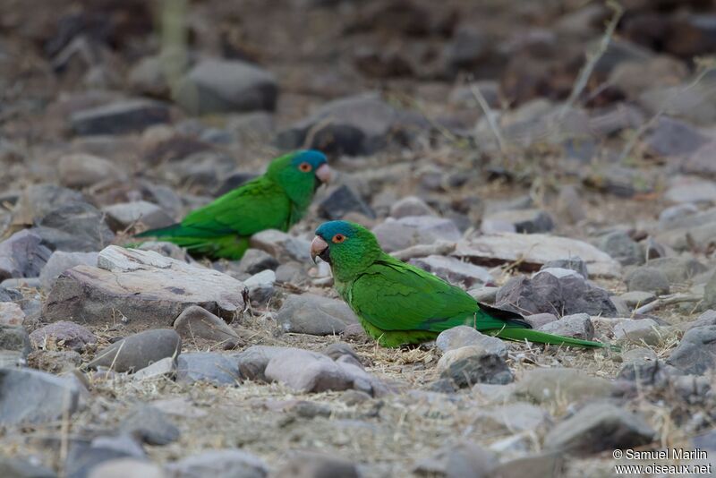 Blue-crowned Parakeetadult