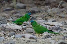 Blue-crowned Parakeet