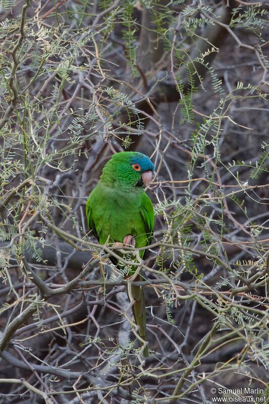 Conure à tête bleueadulte