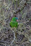 Conure à tête bleue