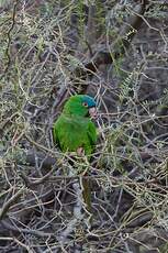 Conure à tête bleue