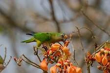 Conure couronnée