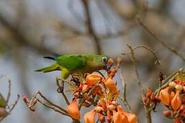 Peach-fronted Parakeet