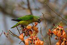 Conure couronnée