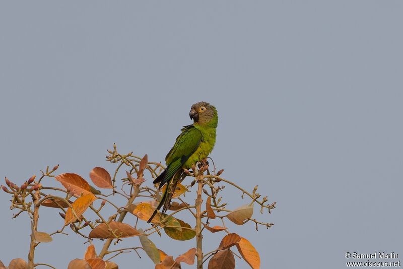 Conure de Weddelladulte