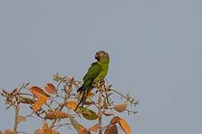 Conure de Weddell