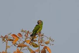 Dusky-headed Parakeet