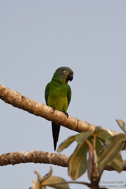 Conure de Weddelladulte