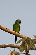 Dusky-headed Parakeet