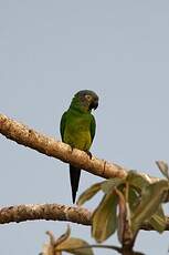 Conure de Weddell