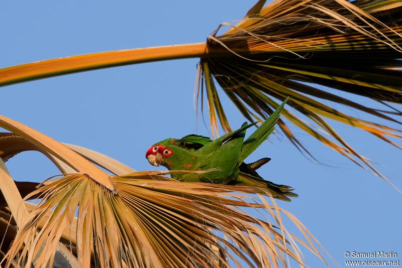 Mitred Parakeetadult, mating.