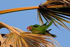 Conure mitrée