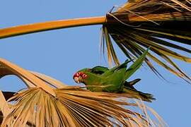 Conure mitrée