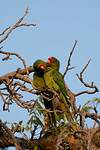 Conure mitrée