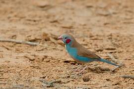 Red-cheeked Cordon-bleu