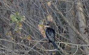 Pygmy Cormorant