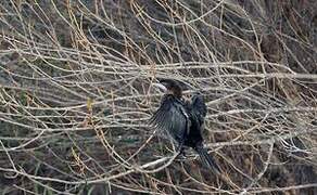 Pygmy Cormorant