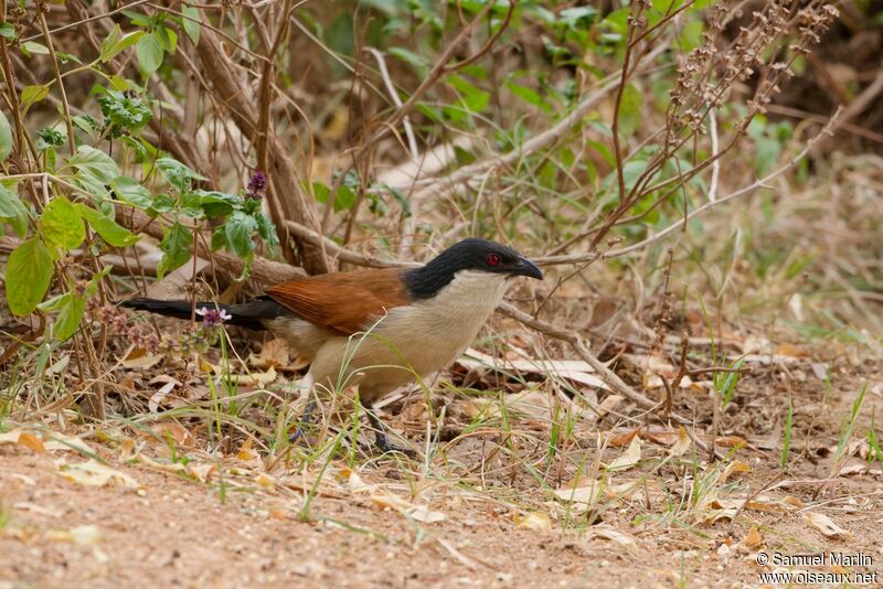 Coucal du Sénégal