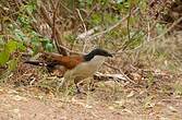 Coucal du Sénégal