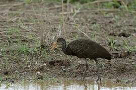 Limpkin