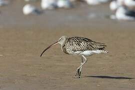 Eurasian Curlew