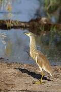 Squacco Heron