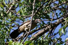 Brown Babbler