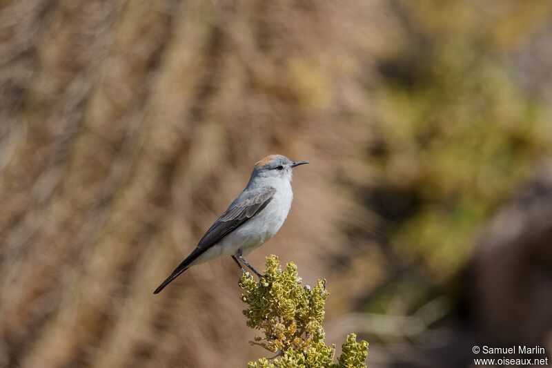 Rufous-naped Ground Tyrantadult