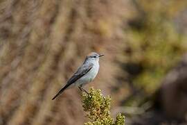 Rufous-naped Ground Tyrant