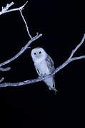 American Barn Owl