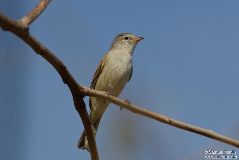 Lesser Elaeniaadult