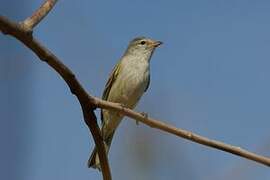 Lesser Elaenia